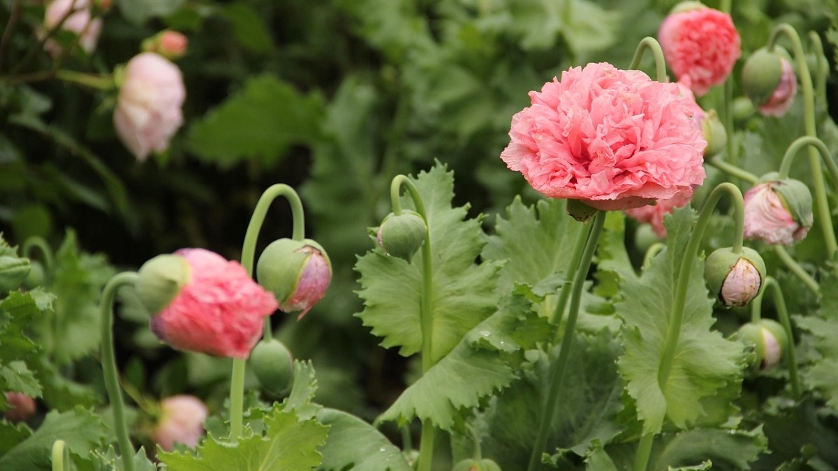 Control total del riego en jardines son Soaplast|contadores 1|centralina_pro-2-700x700|contadores 2|contadores 3|contadores 3|south-england-2659547_1280